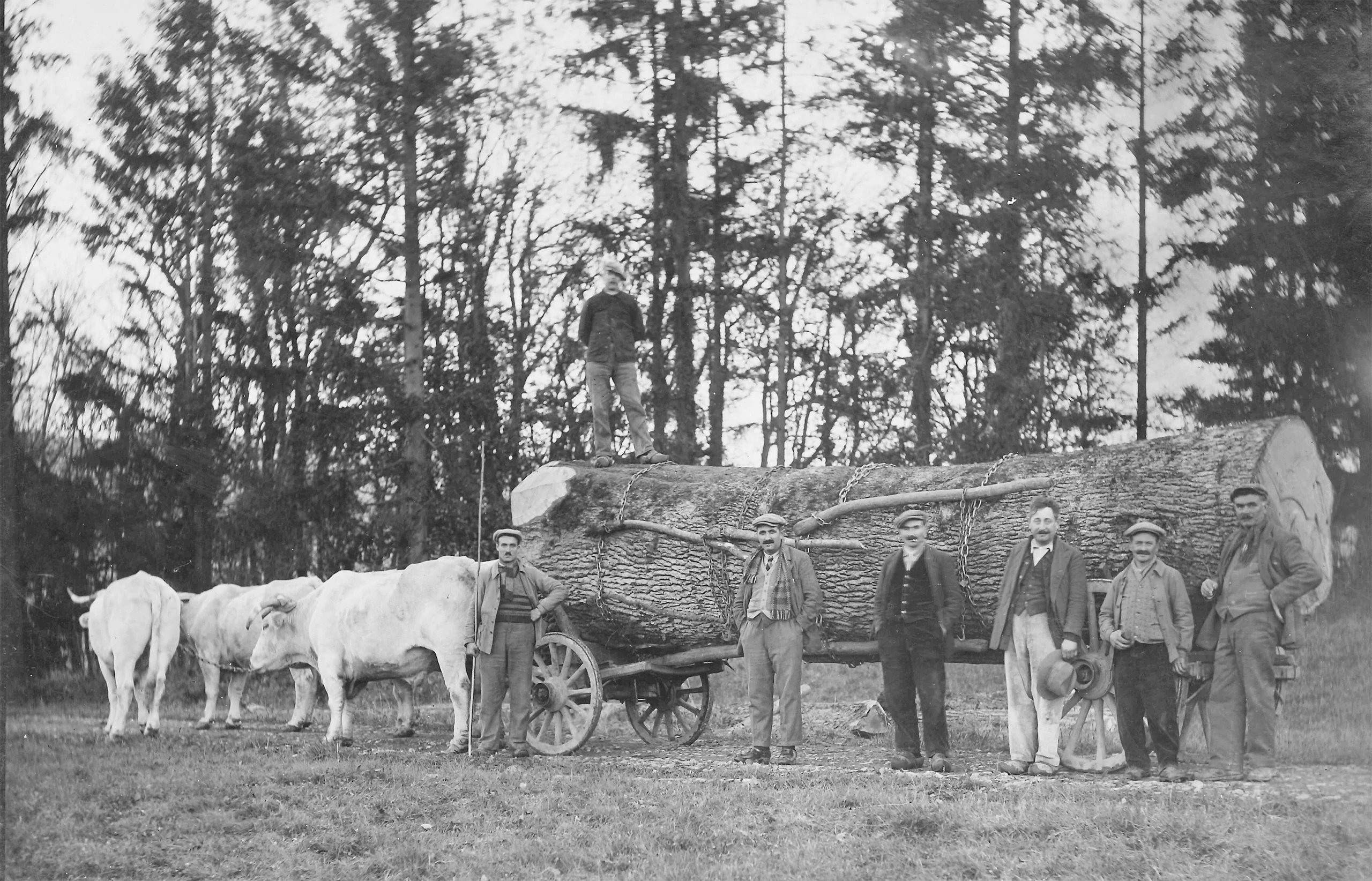 groupe ducerf scierie photo ancienne