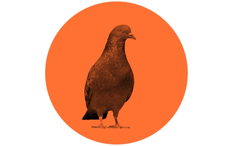 illustration site web pigeon